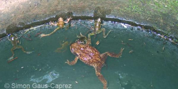 Un Crapaud commun et plusieures grenouilles rousses dans un système d'évacuation