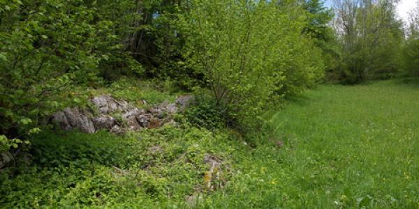 Lisière de haies comme habitat pour l'orvet