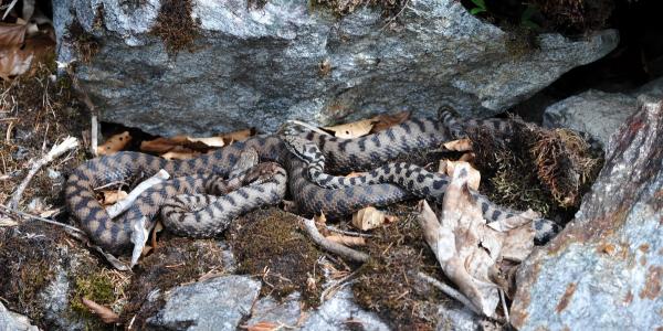 Zwei Männchen einer Aspisviper werben um ein Weibchen