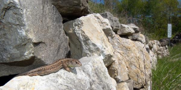 Weibchen der Zauneidechse auf einer Trockensteinmauer