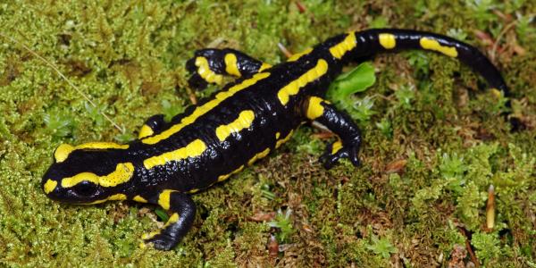 Salamandre tachetée