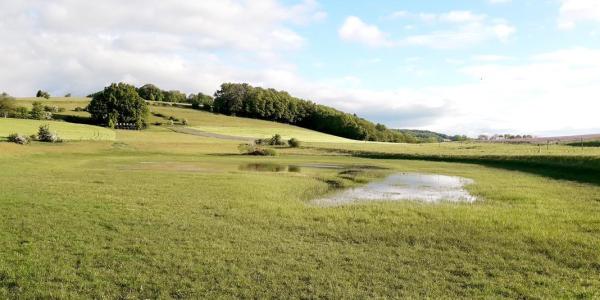 Un plan d'eau peu profond dans une prairie