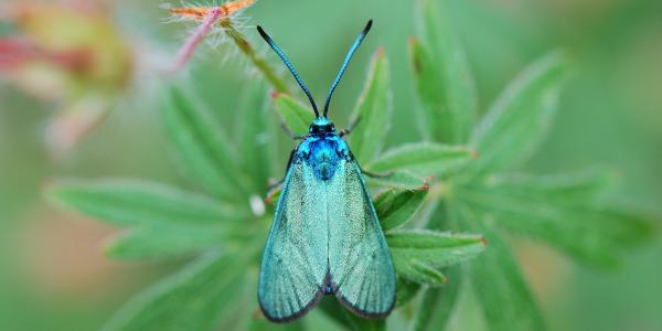 Adscita dujardini: papillon aux reflets vert bleuté