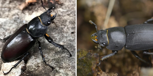 Aide de distinction: Lucane cerf-volant et Petite biche