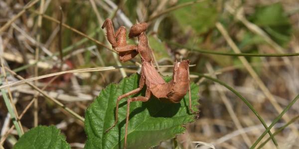 Weibchen der Fangschreckenart Ameles spallanzania