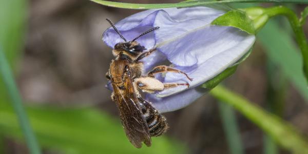 Wildbiene Andrena curvungula an einer Glockenblume