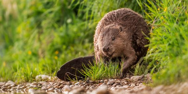 Biber am Wasser (© www.nicolas-stettler.ch)