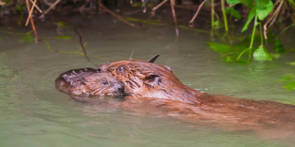 Bibermutter schwimmend mit Jungbiber