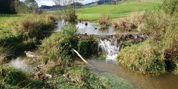 Castor et biodiversité