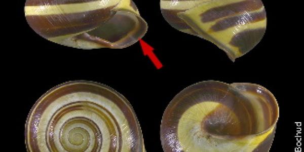 Escargot des haies ou Escargot à bord brun  (Cepaea nemoralis)