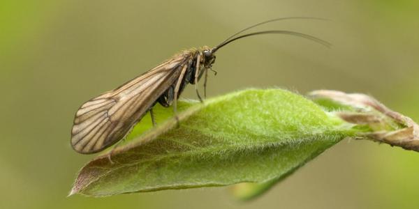 Weibchen der Köcherfliege Drusus mixtus