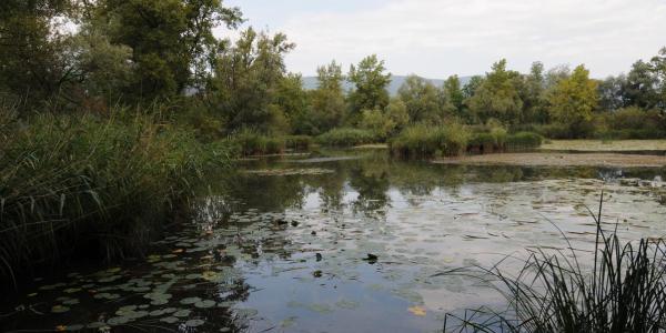 Etang riche en plantes submergées et flottantes