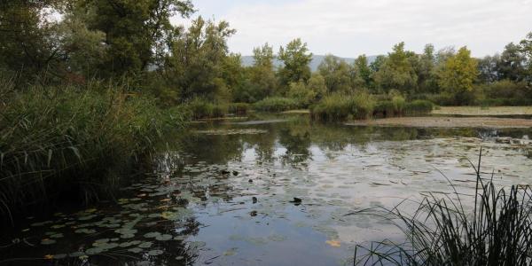 Weiher mit reicher Unterwasser- und Schwimmblattvegetation