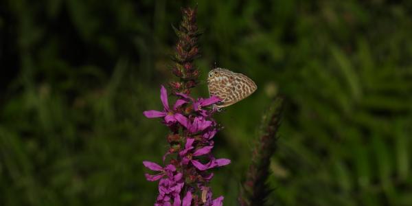 Tagfalter Kleiner Wanderbläuling (Leptotes pirithous) 