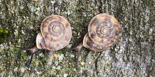 Schnecke Helicigona lapicida