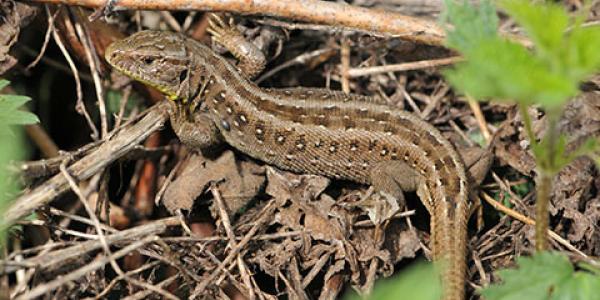 Femelle d'un lézard agile