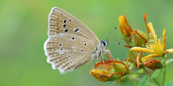 Polyommatus daphnis © Yannick Chittaro