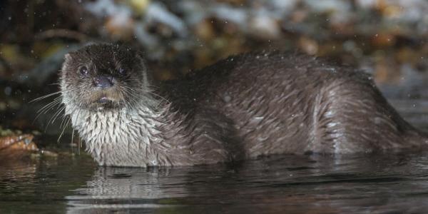 Fischotter (© Stéphane Raimond)