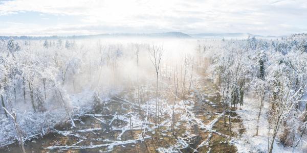 Territoire de castor sous la neige