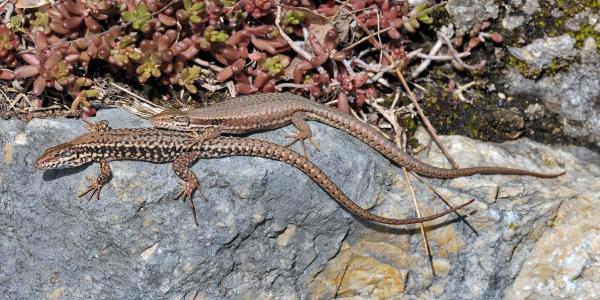 Couple du lézard des murailles sur une pierre