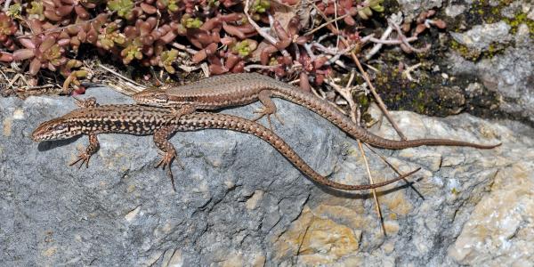 Couple du lézard des murailles sur une pierre