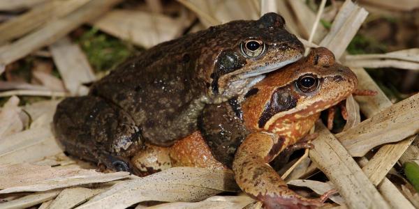 Couple de grenouilles rousses, le mâle s'accroche au dos de la femelle