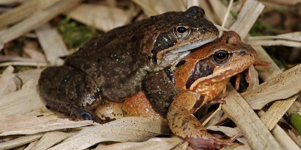 Grasfrosch-Paar, das Männchen klammert sich auf dem Rücken des Weibchens fest