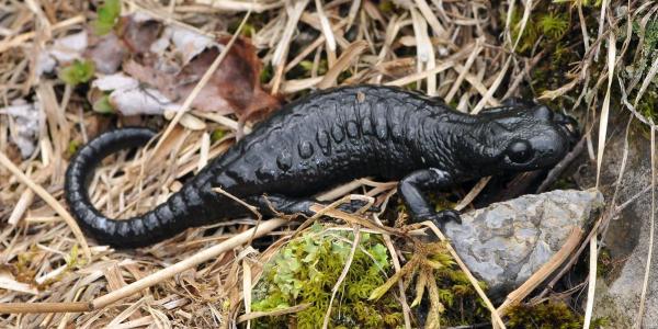 Salamandre noire, sur une pierre
