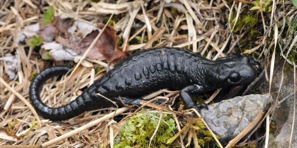 Alpensalamander kriecht über Stein
