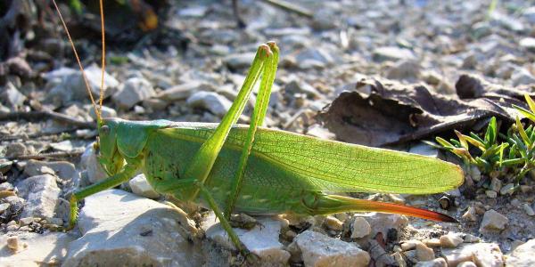 Femelle de Grande Sauterelle verte © Urs Schaffner