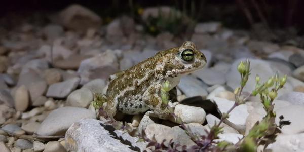 Un crapaud calamite sur une surface de gravier