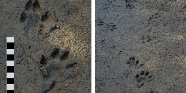 Trittsiegel (links) aus einer Spur (rechts) auf lehmigem Untergrund (© Christof Angst)