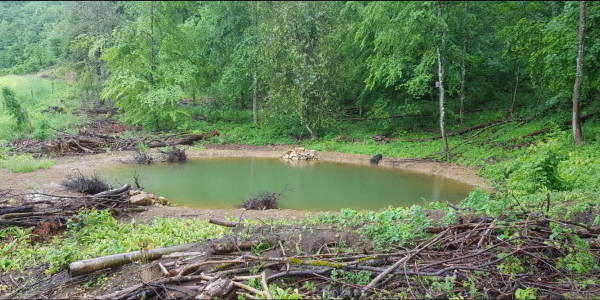 Neu erstellter Weiher am Waldrand