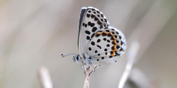 Scolitantides orion 