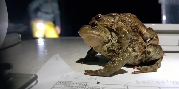 Femelle du Crapaud commun avec un mâle sur le dos