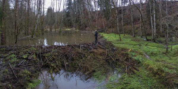Image par drone d'un territoire de castors en forêt