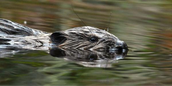 Biberkopf schaut aus dem Wasser