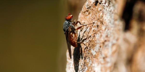 Brachyopa bicolor (© Lisa Fisler)