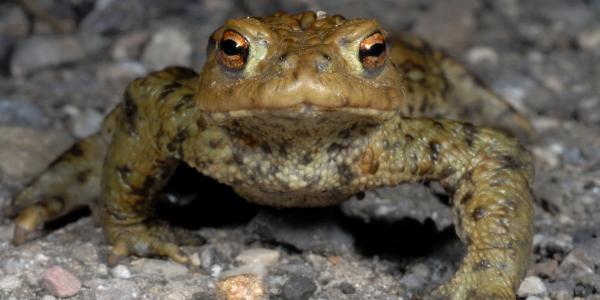 Crapaud commun traverse un route