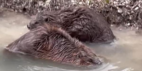 Biber in einem Kanal in Zürich Seebach