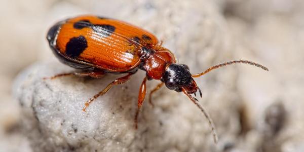Coleottero: Lebia trimaculata