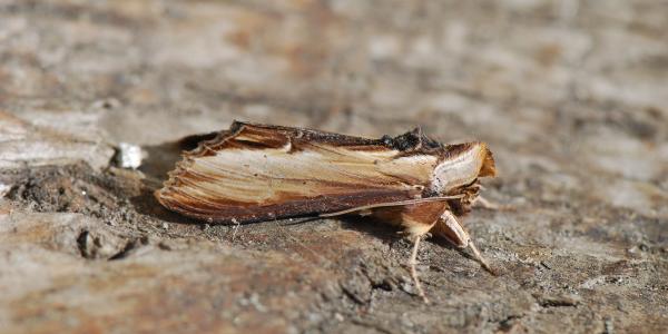 Shargacucullia verbasci (© Yannick Chittaro)