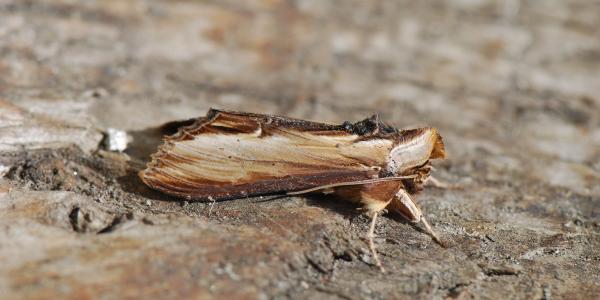 Shargacucullia verbasci (© Yannick Chittaro)