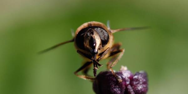 Die Schwebfliegen-Art Eristalis tenax 