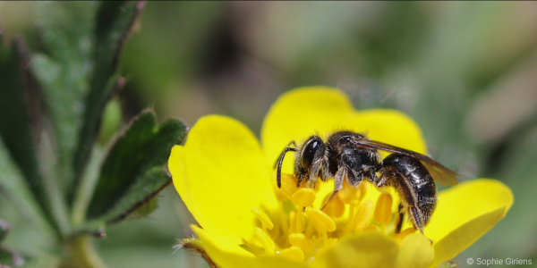 Weibchen von Andrena falsifica (© Sophie Giriens)