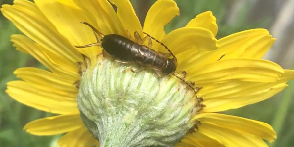 insect: un forficule