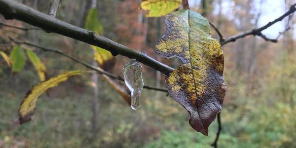 Gelée stellaire d'origine inconnue sur un arbre