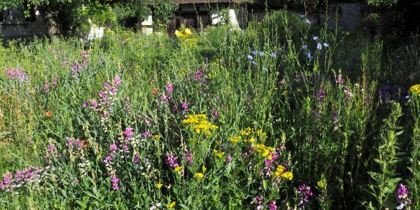 Blumenreiche Wiese mit gelben und rosa Blüten