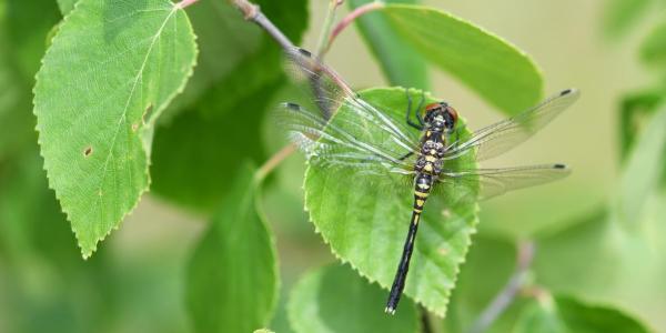 Frisch geschlüpftes Weibchen von Leucorrhinia albifrons