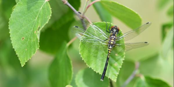 Leucorrhinia albifrons (© Christian Monnerat)